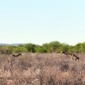 NAM OSHI Etosha 2016NOV26 004 : 2016, 2016 - African Adventures, Africa, Date, Etosha National Park, Month, Namibia, November, Oshikoto, Places, Southern, Trips, Year